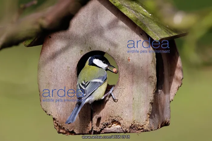 : Great tit (Parus major) at bird feeder with food : Great tit (Parus major) at bird feeder with food