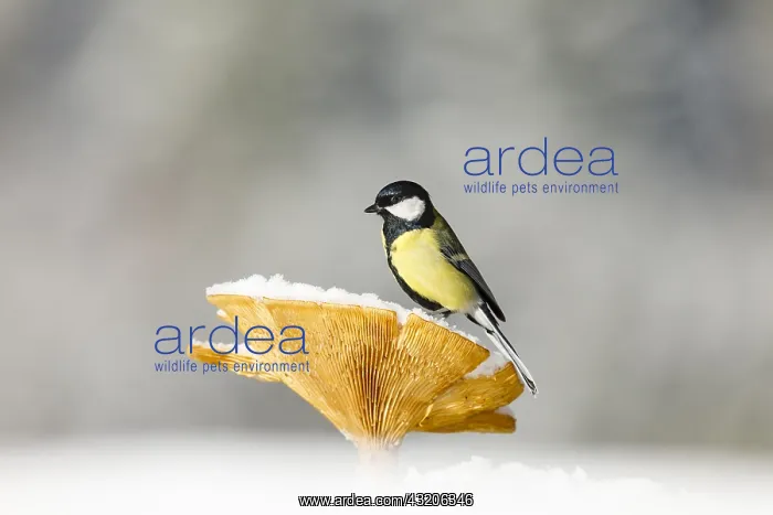 : Great tit (Parus major) on Brown Roll-rim (Paxillus : Great tit (Parus major) on Brown Roll-rim (Paxillus