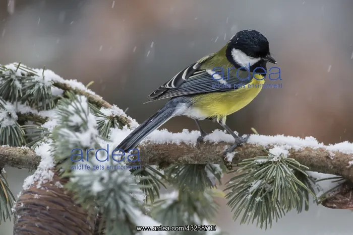 : Great Tit (Parus major) on a Cedar branch in winter : Great Tit (Parus major) on a Cedar branch in winter