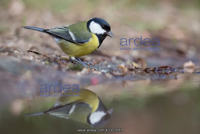 : Great Tit (Parus major) drinking water in refle : Great Tit (Parus major) drinking water in refle