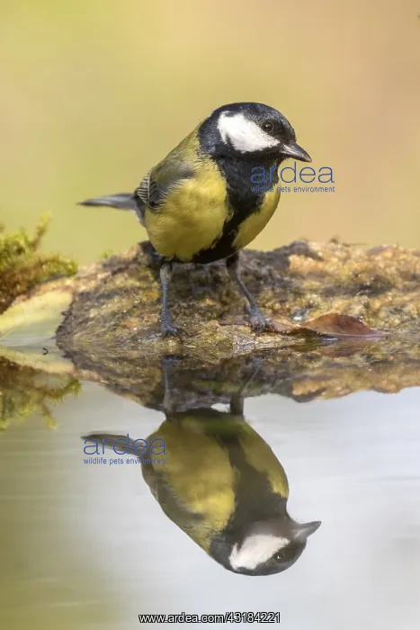 : Great Tit (Parus major) at the edge of water, . Madrid : Great Tit (Parus major) at the edge of water, . Madrid