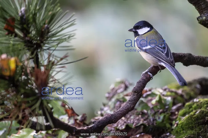 : Great Tit (Parus major), Emsland, Lower Saxony : Great Tit (Parus major), Emsland, Lower Saxony