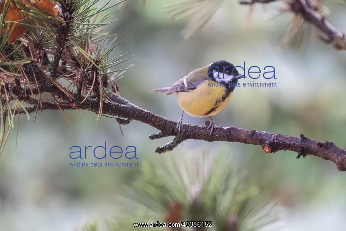 : Great Tit (Parus major), Emsland, Lower Saxony : Great Tit (Parus major), Emsland, Lower Saxony