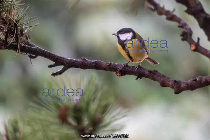 : Great Tit (Parus major), Emsland, Lower Saxony : Great Tit (Parus major), Emsland, Lower Saxony