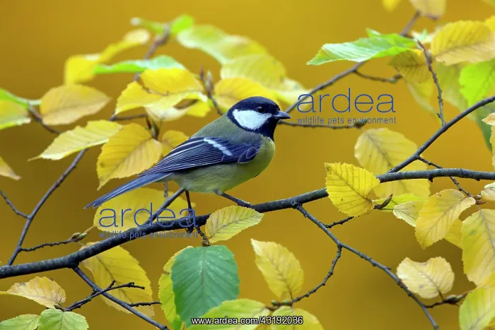 : Great Tit (Parus major), Put on an European hornbeam : Great Tit (Parus major), Put on an European hornbeam