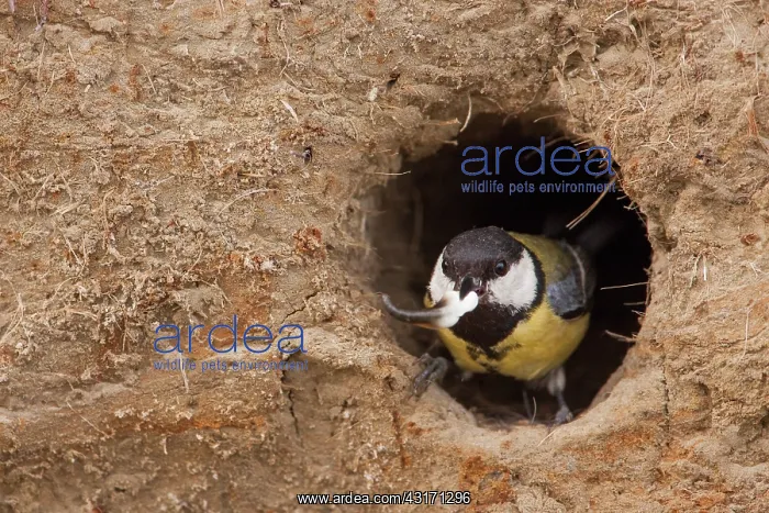 : Great Tit (Parus major) out with a fecal sac from : Great Tit (Parus major) out with a fecal sac from
