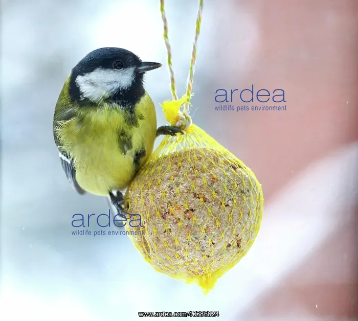 : Great tit (Parus major), feeding on a fat ball : Great tit (Parus major), feeding on a fat ball