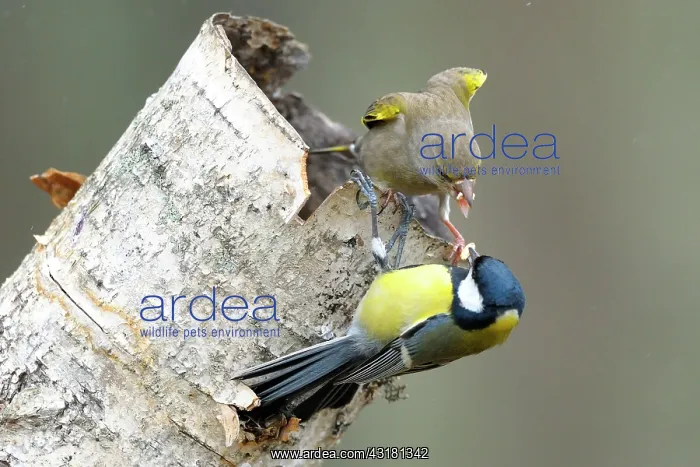 : Birch. Great Tit (Parus major) and a female Greenfinch : Birch. Great Tit (Parus major) and a female Greenfinch