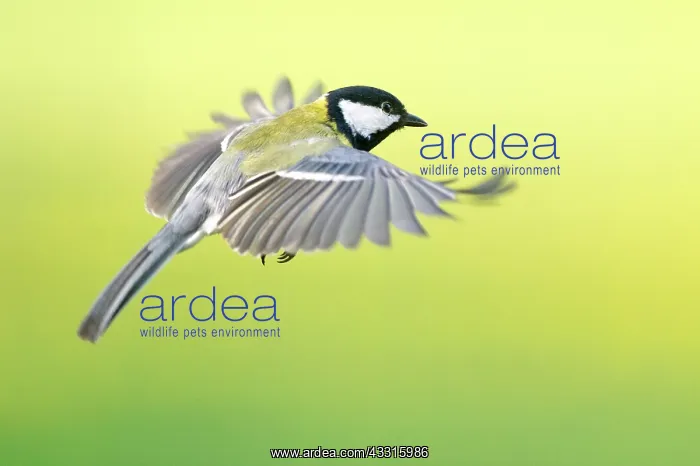 : Great Tit (Parus Major) in flight : Great Tit (Parus Major) in flight