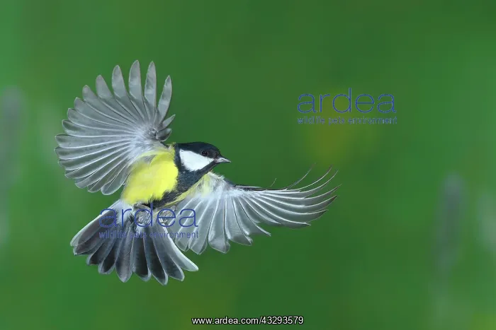 : Great tit (Parus major), in flight, Siegerland : Great tit (Parus major), in flight, Siegerland