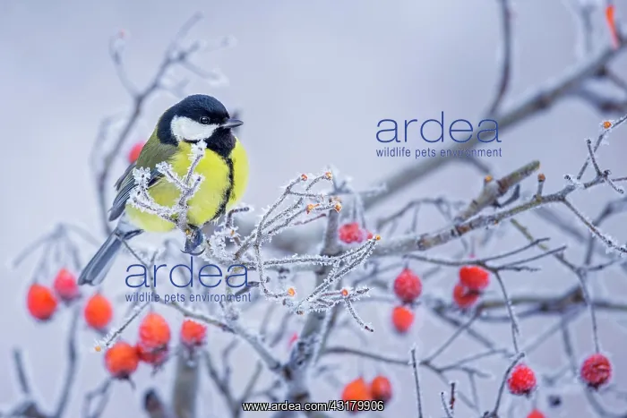 : Great tit (Parus major) in icy rowan, Central Elbe : Great tit (Parus major) in icy rowan, Central Elbe