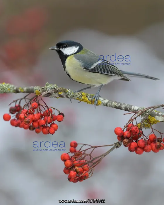 : Great tit (Parus major), on a lichen-covered rowan : Great tit (Parus major), on a lichen-covered rowan