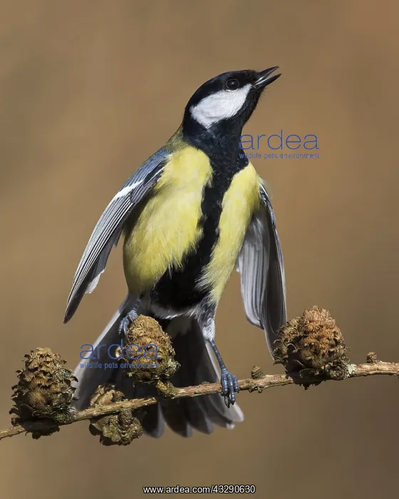 : Great tit (Parus major) making himself big into : Great tit (Parus major) making himself big into