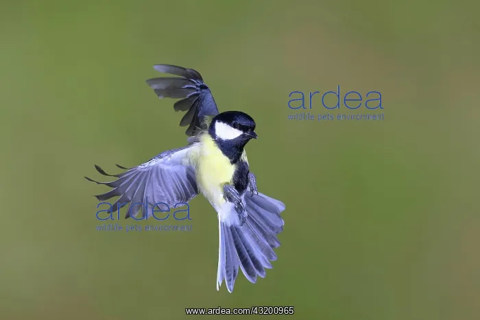 : Great tit (Parus major) male in flight, North Rhine-Westphal : Great tit (Parus major) male in flight, North Rhine-Westphal