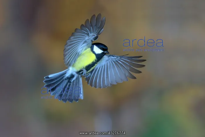 : Great tit (Parus major) male in flight, North Rhine-Westphal : Great tit (Parus major) male in flight, North Rhine-Westphal