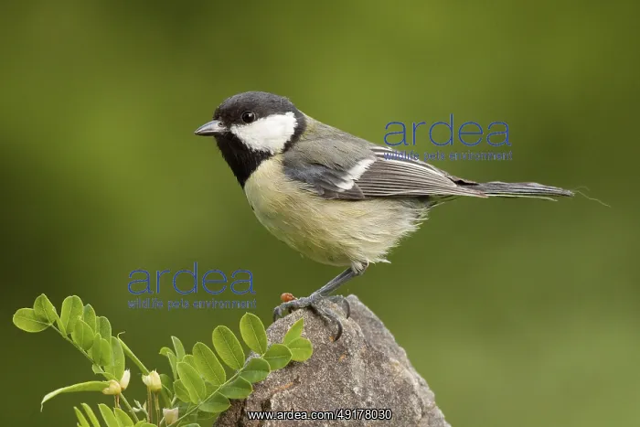 : Great Tit (Parus major) male, St : Great Tit (Parus major) male, St