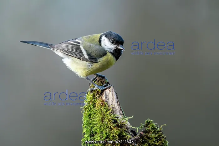 : Great tit (Parus major) on mossy dead wood, Vulkaneifel : Great tit (Parus major) on mossy dead wood, Vulkaneifel