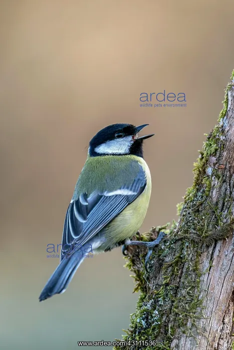 : Great tit (Parus major) on a mossy tree trunk, Vulkaneifel : Great tit (Parus major) on a mossy tree trunk, Vulkaneifel