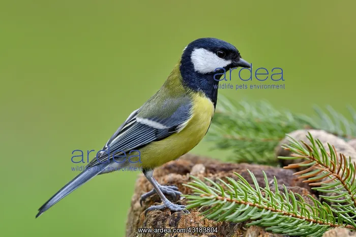 : Great tit (Parus major) on an old stump, France : Great tit (Parus major) on an old stump, France