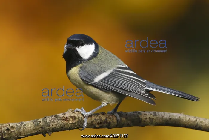 : Great Tit (Parus major) perched : Great Tit (Parus major) perched