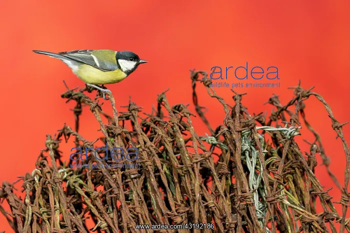 : Great Tit (Parus major) perched on barbed wire : Great Tit (Parus major) perched on barbed wire