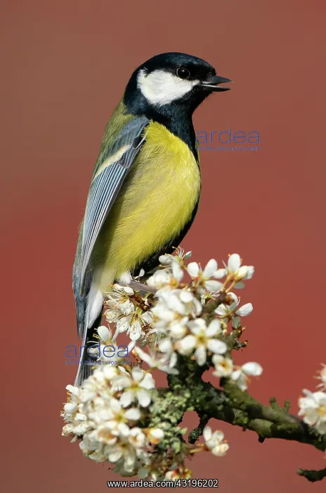 : Great Tit (Parus major) perched amongst blackthorn : Great Tit (Parus major) perched amongst blackthorn