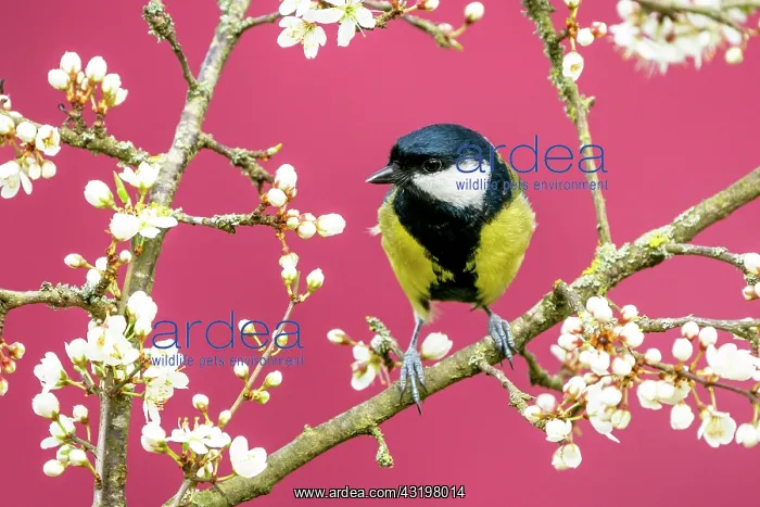 : Great Tit (Parus major) perched amongst blackthorn : Great Tit (Parus major) perched amongst blackthorn