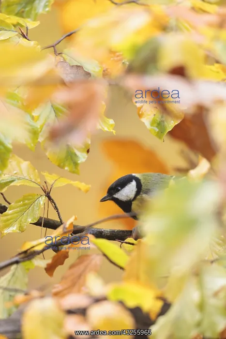: One Great tit (Parus major) perched on a branch : One Great tit (Parus major) perched on a branch