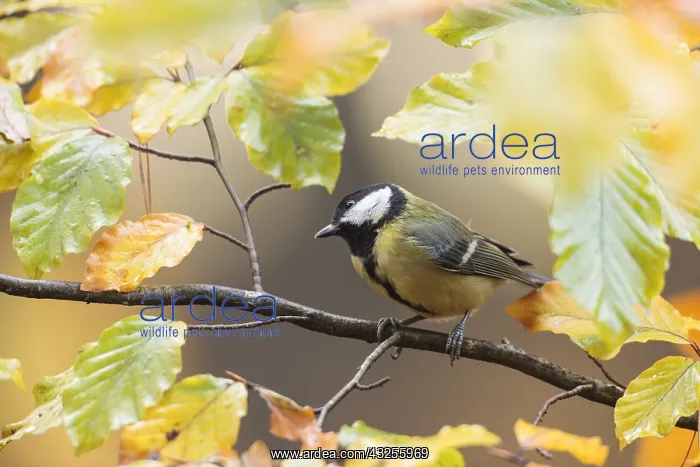 : One Great tit (Parus major) perched on a branch : One Great tit (Parus major) perched on a branch
