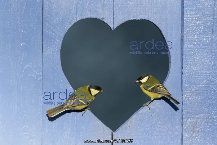 : Great Tit (Parus major) perched in a heart shape : Great Tit (Parus major) perched in a heart shape