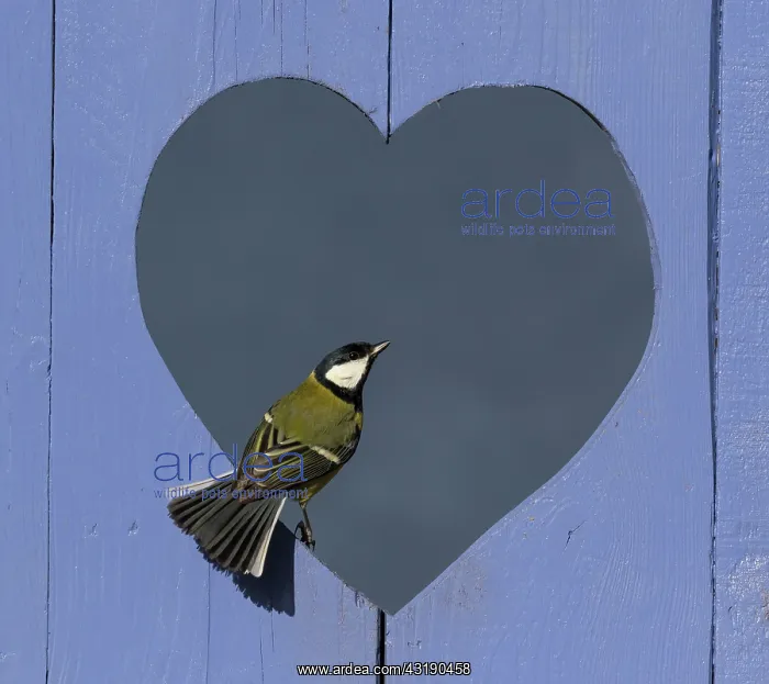 : Great Tit (Parus major) perched in a heart shape : Great Tit (Parus major) perched in a heart shape