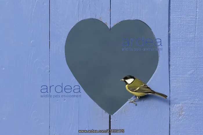 : Great Tit (Parus major) perched in a heart shape : Great Tit (Parus major) perched in a heart shape