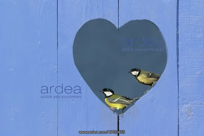 : Great Tit (Parus major) perched in a hole in a shape : Great Tit (Parus major) perched in a hole in a shape