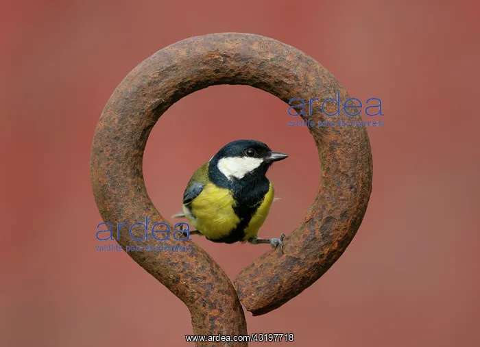 : Great Tit (Parus major) perched inside a steel ring : Great Tit (Parus major) perched inside a steel ring
