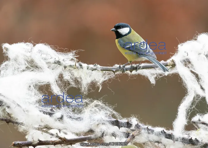 : Great Tit (Parus major) perched amongst sheep wool : Great Tit (Parus major) perched amongst sheep wool