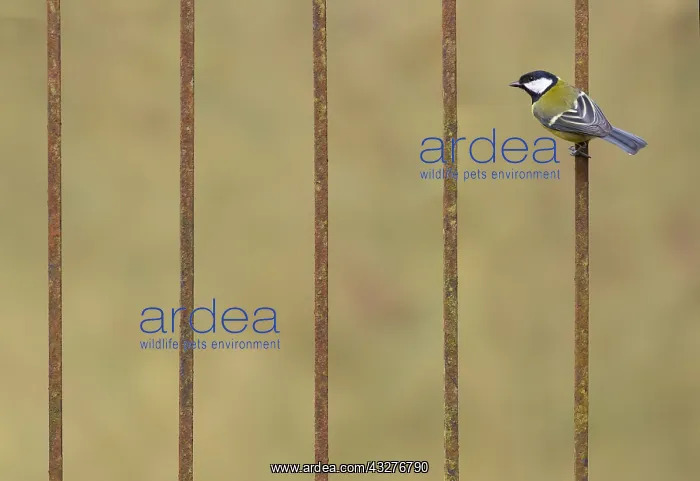 : Great Tit (Parus major) perched on syeel bars : Great Tit (Parus major) perched on syeel bars