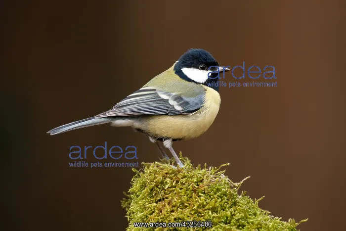 : Great Tit (Parus major) perched on a tree stump : Great Tit (Parus major) perched on a tree stump