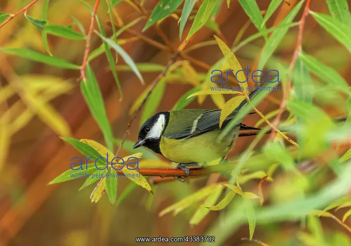  : Great Tit, Parus major, perched in Willow, late autumn