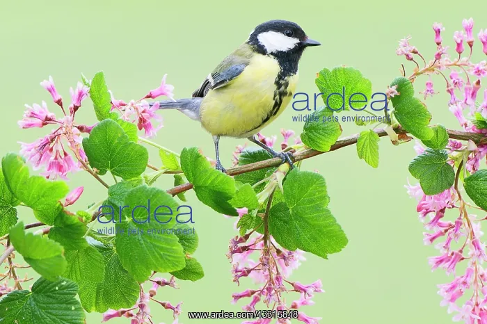: Great Tit (Parus Major) perching on flowering Ribes Sanguine : Great Tit (Parus Major) perching on flowering Ribes Sanguine