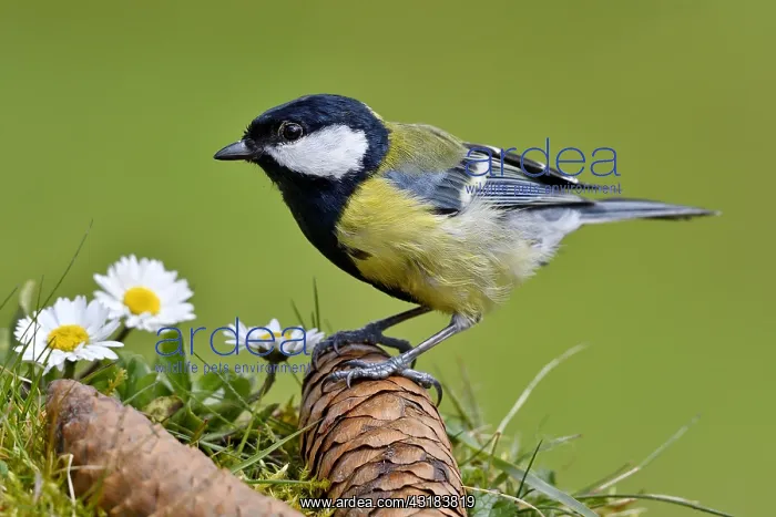 : Great tit (Parus major) on pine cones and daisies : Great tit (Parus major) on pine cones and daisies