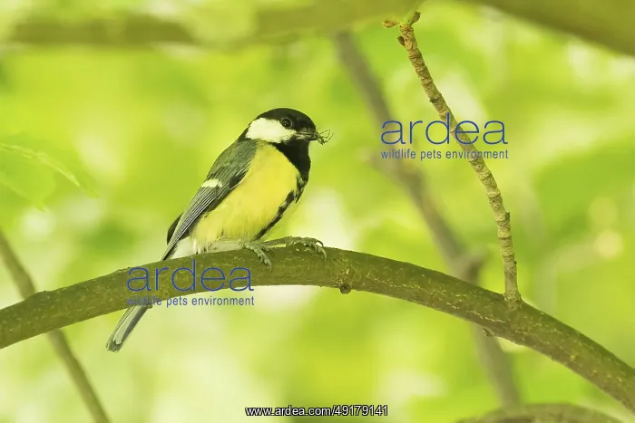 : A great tit (Parus major) with prey in its beak sitting on a branch in a green : A great tit (Parus major) with prey in its beak sitting on a branch in a green