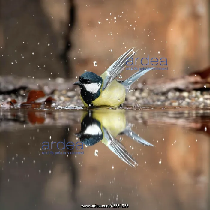 : Great tit (Parus major) with reflection in water : Great tit (Parus major) with reflection in water