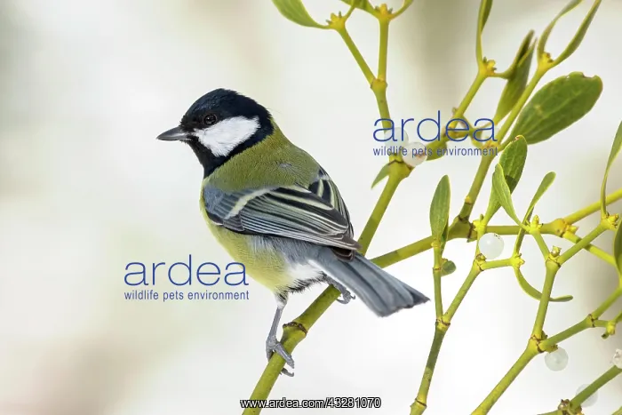 : Great tit (Parus major) sits on mistletoe with berries : Great tit (Parus major) sits on mistletoe with berries