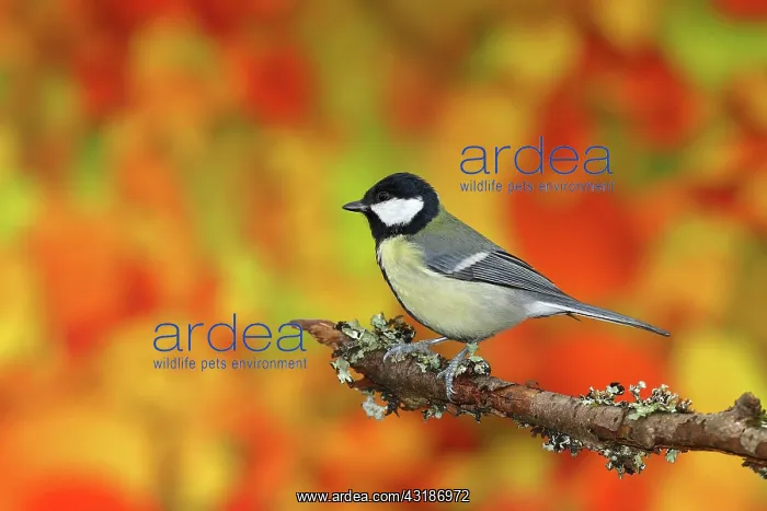 : Great tit (Parus major), sitting in front of autumn : Great tit (Parus major), sitting in front of autumn