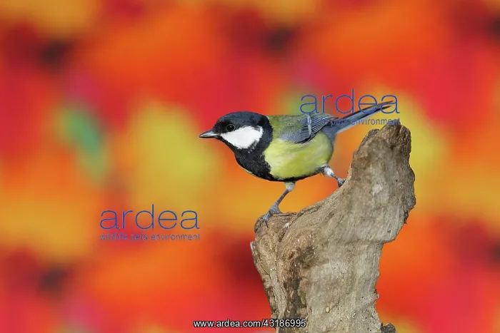: Great tit (Parus major), sitting in front of autumn : Great tit (Parus major), sitting in front of autumn