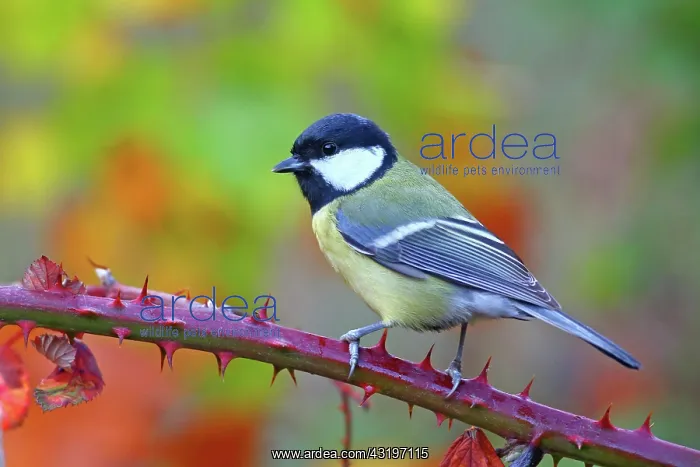 : Great tit (Parus major) sitting on a blackberry : Great tit (Parus major) sitting on a blackberry