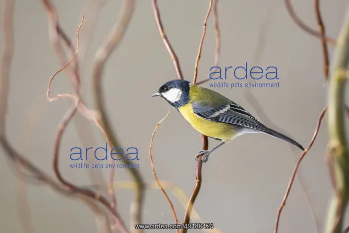 : Great tit (Parus major) sitting on a branch : Great tit (Parus major) sitting on a branch