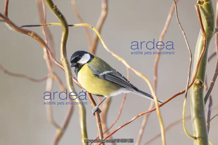 : Great tit (Parus major) sitting on a branch : Great tit (Parus major) sitting on a branch