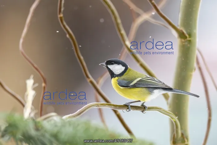 : Great tit (Parus major) sitting on a branch : Great tit (Parus major) sitting on a branch