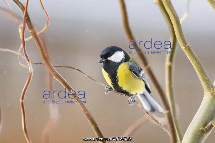 : Great tit (Parus major) sitting on a branch : Great tit (Parus major) sitting on a branch